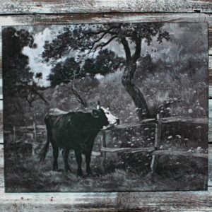 Vintage Black and White Cow