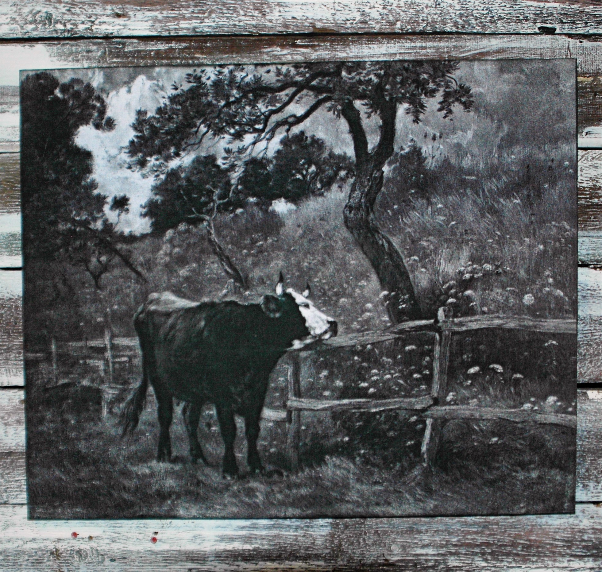 Vintage Black and White Cow